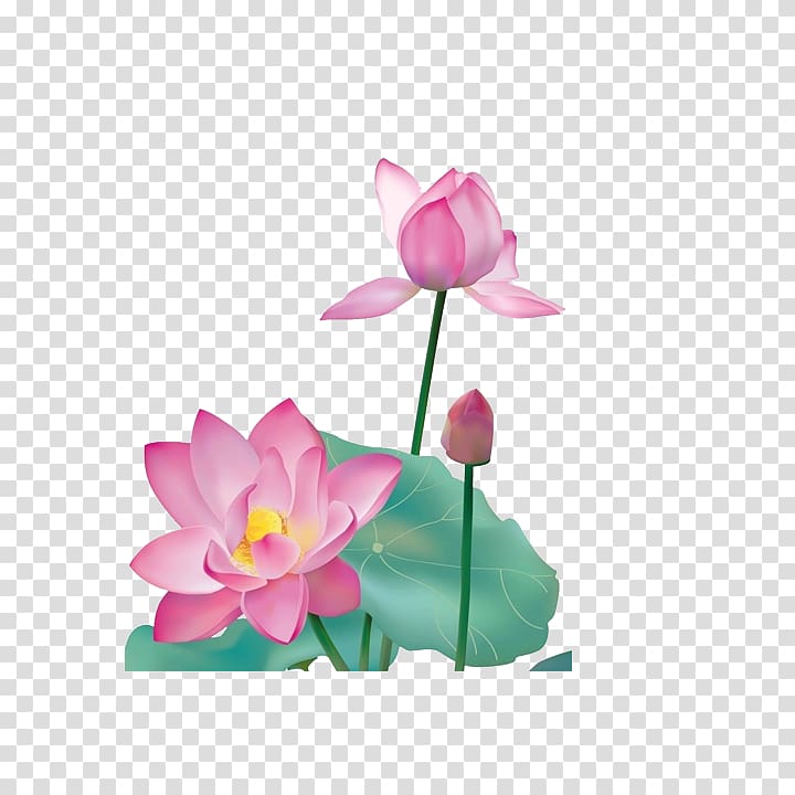 Nelumbo nucifera Ink wash painting Chinese painting, Lotus transparent background PNG clipart