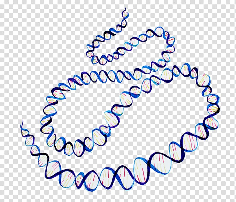 ENCODE Human Genome Project DNA Nucleic acid double helix, others transparent background PNG clipart