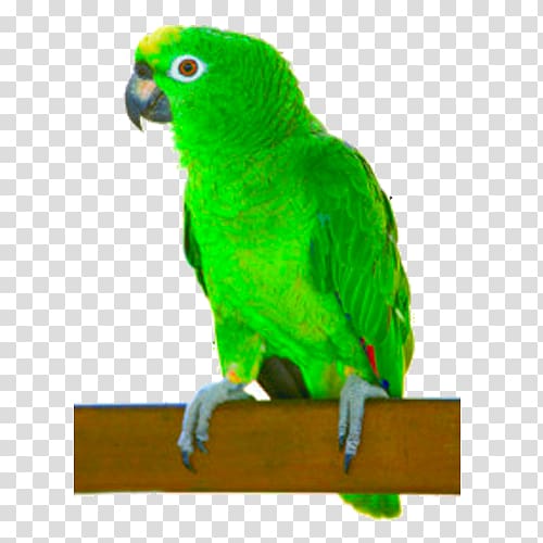 Parrot Turquoise-fronted amazon White-fronted amazon Yellow-crowned amazon Cuban amazon, parrot transparent background PNG clipart