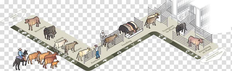 Beef cattle Canada Ranch Farm Business plan, farming transparent background PNG clipart