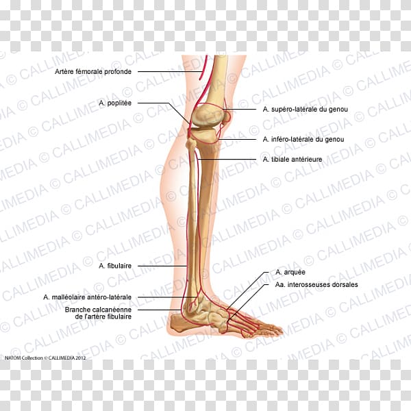 Thumb Foot Human leg Knee Thigh, Arcuate Arteries Of The Kidney transparent background PNG clipart