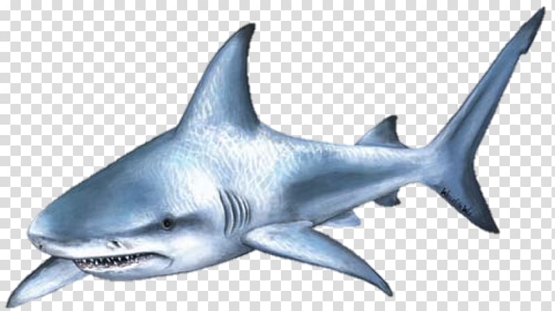 Shark attack Bull shark , Cartoon shark transparent background PNG clipart