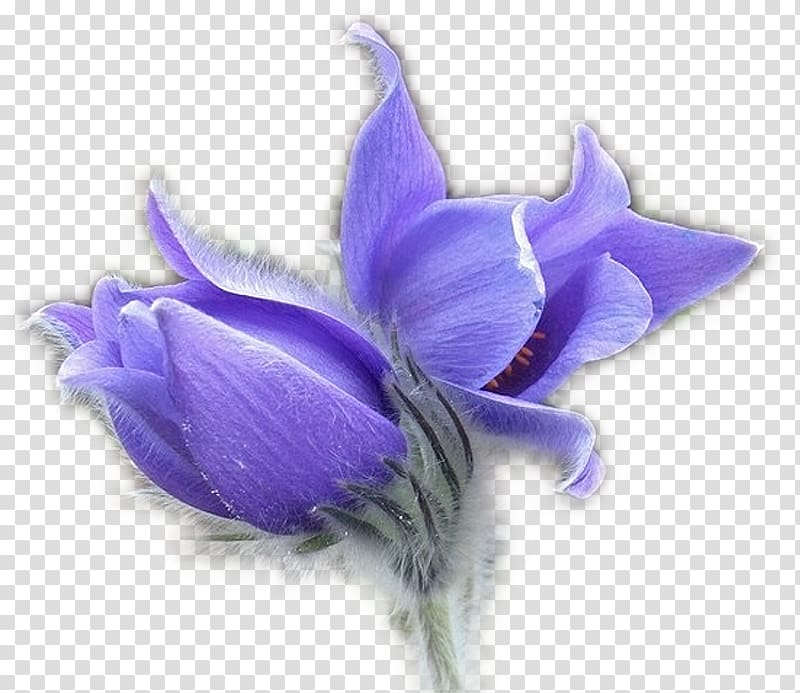Flower Pulsatilla patens Blog , Purple crocus transparent background PNG clipart