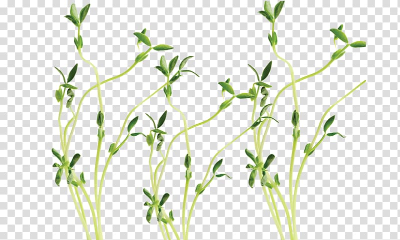Snow pea Sprouting , 3 transparent background PNG clipart