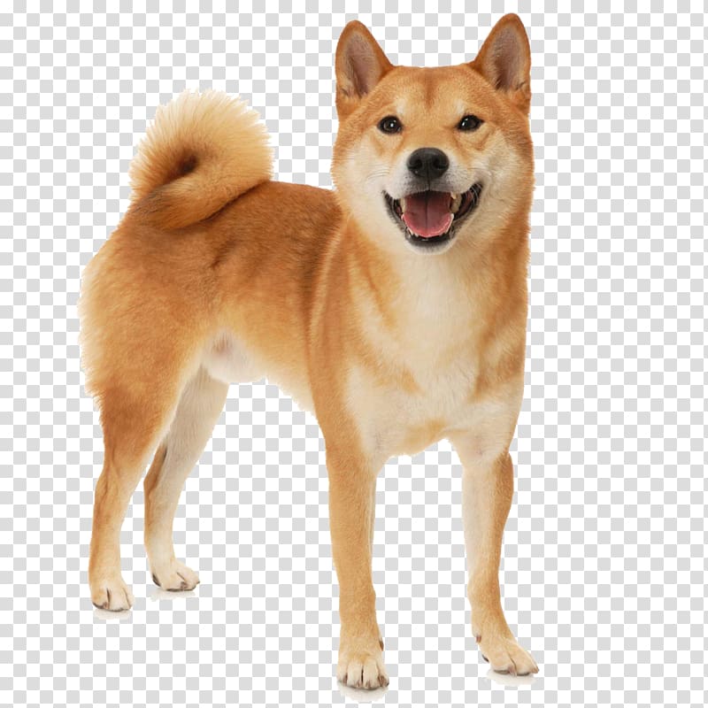 sweet smile of shiba inu transparent background PNG clipart