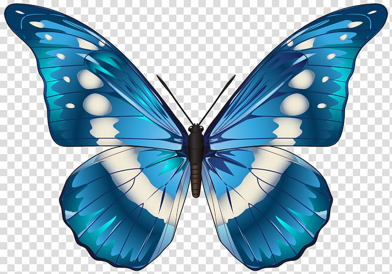 Butterfly Blue Morpho menelaus , Butterfly Blue , blue and white butterfly illustration transparent background PNG clipart