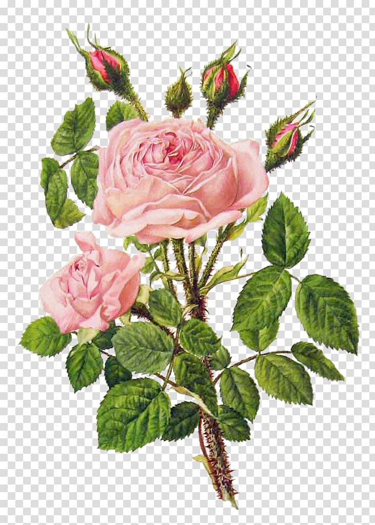 Pink rose, Flower bouquet Rose Floral design Illustration, Pink peony ...