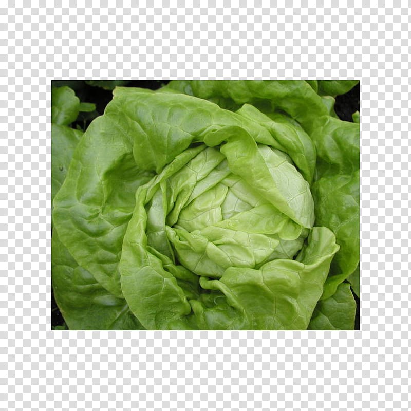 Romaine lettuce Celtuce Leaf vegetable Salad, vegetable transparent background PNG clipart
