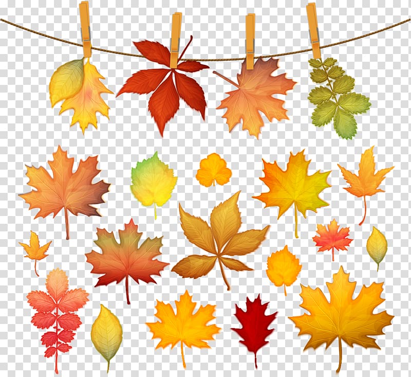 Autumn leaf color Maple leaf, autumn leaves transparent background PNG clipart