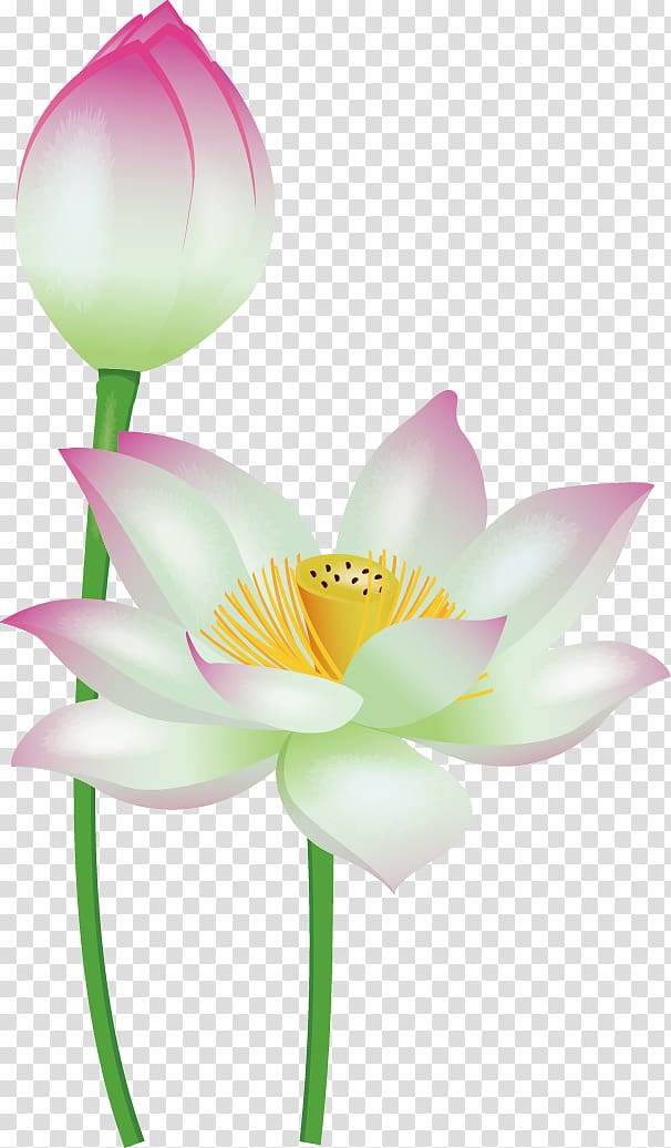 Nelumbo nucifera , Cute cartoon flowers transparent background PNG clipart