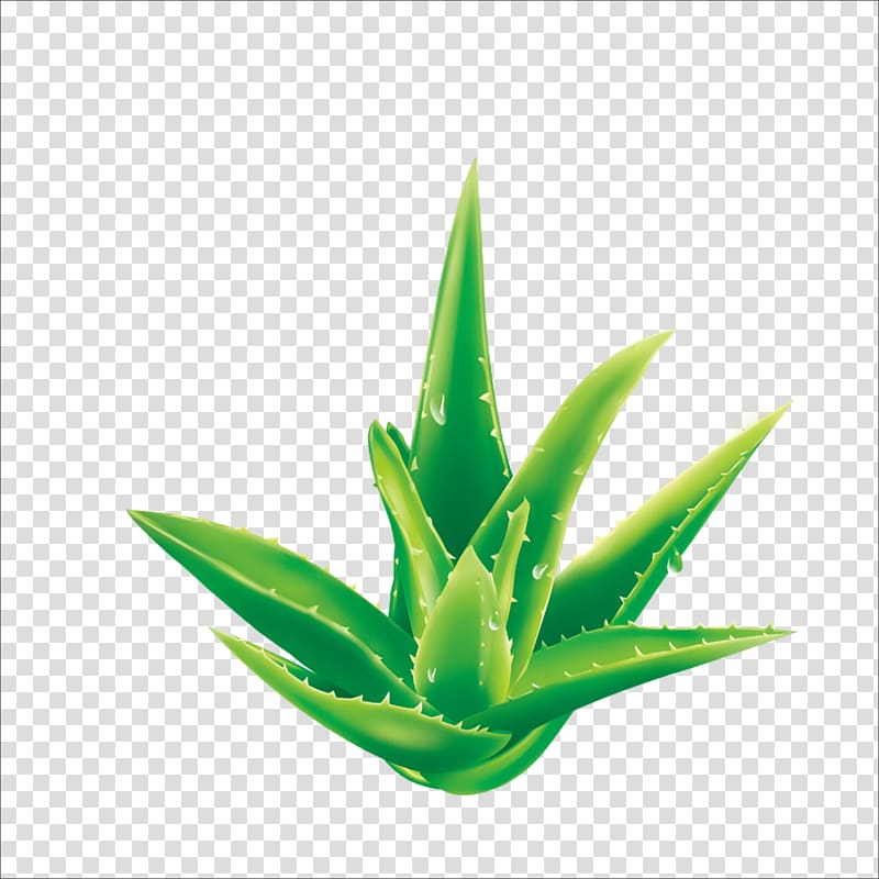 Aloe Plant, Aloe transparent background PNG clipart
