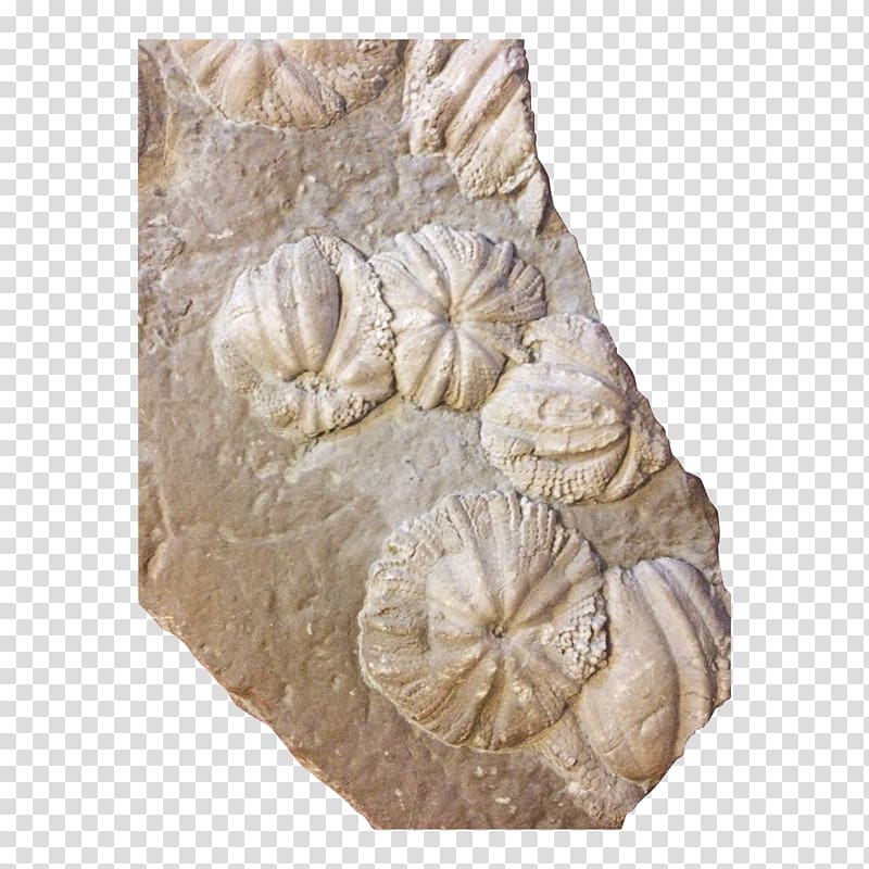 Stone carving 19th century Cnidaria Jurassic Coelenterata, rock transparent background PNG clipart