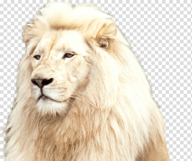 White lion National Zoo & Aquarium Tiger Felidae, lion transparent background PNG clipart