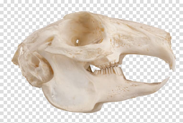 Squirrel Felidae Rodent Skull Jaw, sharp teeth transparent background PNG clipart