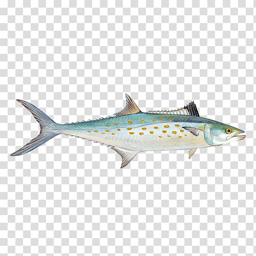 Sardine King mackerel Seafood Watch Chub mackerel, Monterey Bay Aquarium transparent background PNG clipart