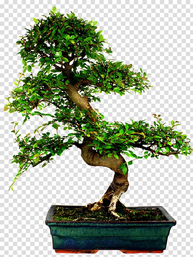 Chinese elm Bonsai Tree Ulmus davidiana var. japonica, tree transparent background PNG clipart