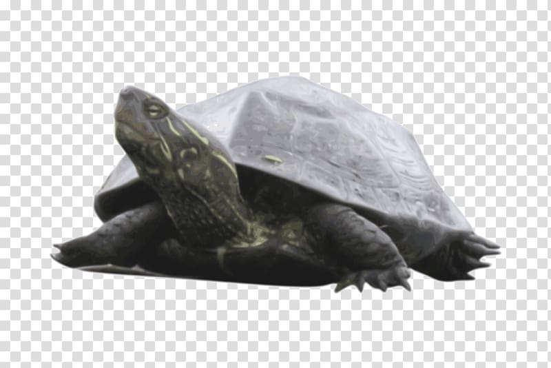 Sea turtle Common snapping turtle Reptile Box turtle, turtle transparent background PNG clipart