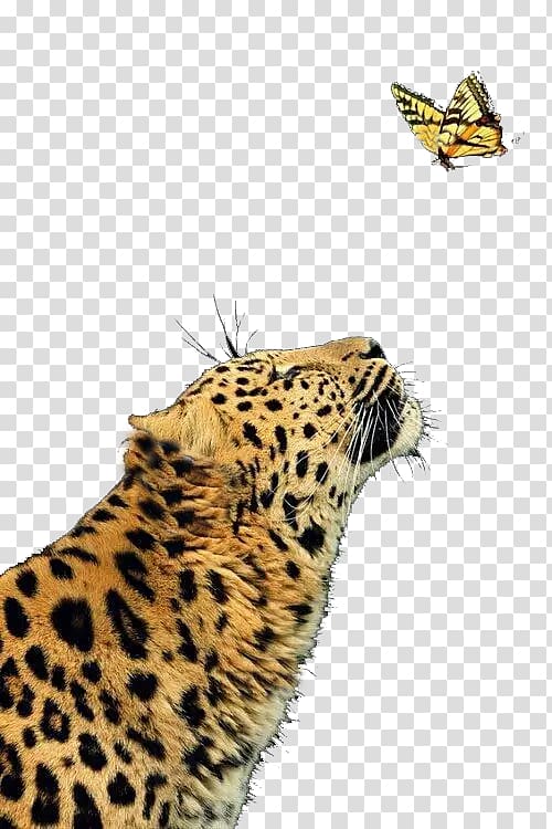 Leopard Cheetah Jaguar Butterfly Felidae, Ferocious cheetah transparent background PNG clipart