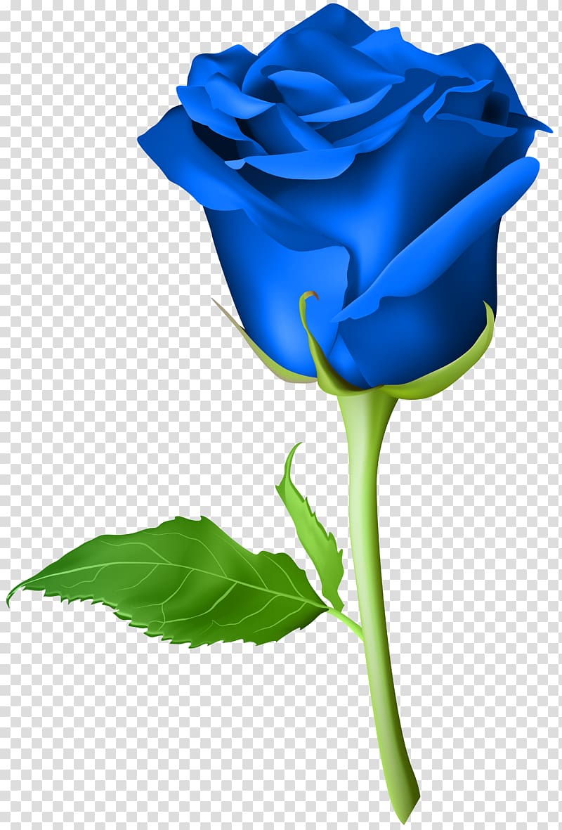 blue rose illustration, Blue rose , Rose Blue transparent background PNG clipart