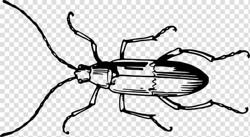 Beetle Antenna Invertebrate Insect wing Grasshopper, beetle transparent background PNG clipart