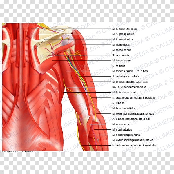 Serratus anterior muscle Serratus posterior inferior muscle Serratus posterior superior muscle Shoulder, arm transparent background PNG clipart