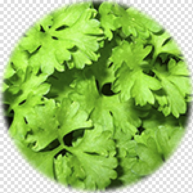 Parsley the Lion Organic food Herb, health transparent background PNG clipart