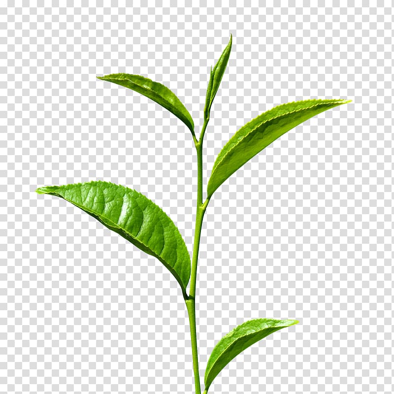 green leafed plant illustration, Green tea Matcha Leaf Tea production in Sri Lanka, A tea transparent background PNG clipart