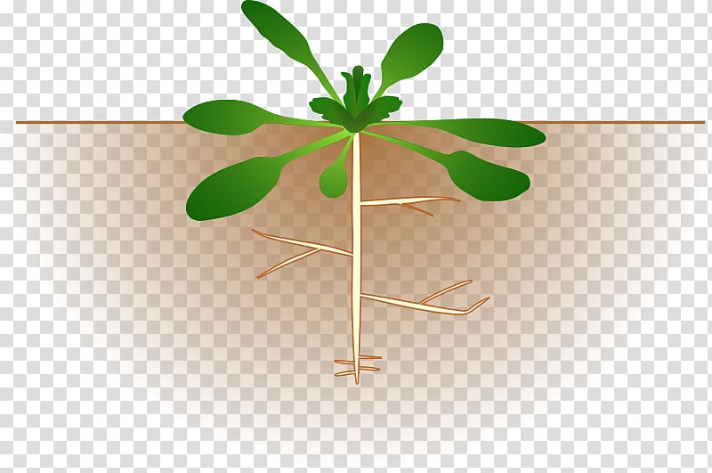 Thale cress Plant Botany , Ammonia transparent background PNG clipart
