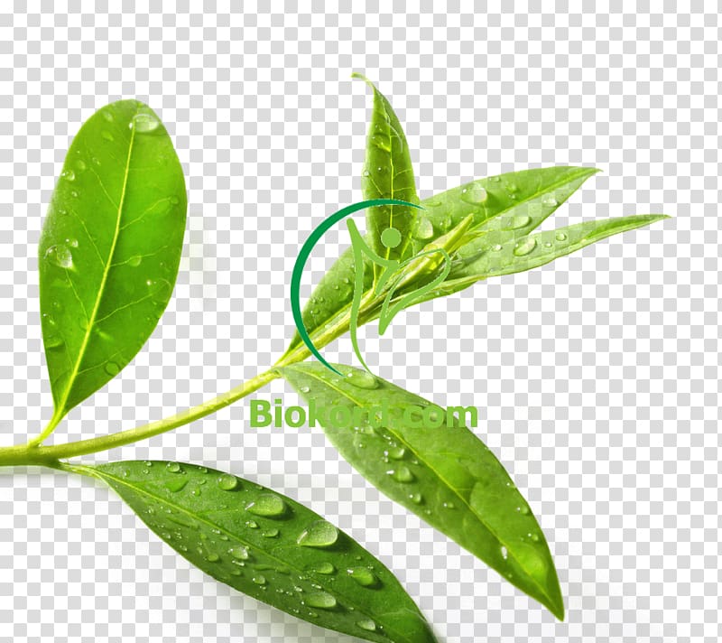 Tea tree oil Green tea Tea plant Essential oil, tea transparent background PNG clipart