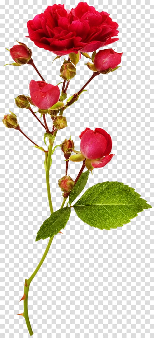 Garden roses Bud Flower , rose transparent background PNG clipart