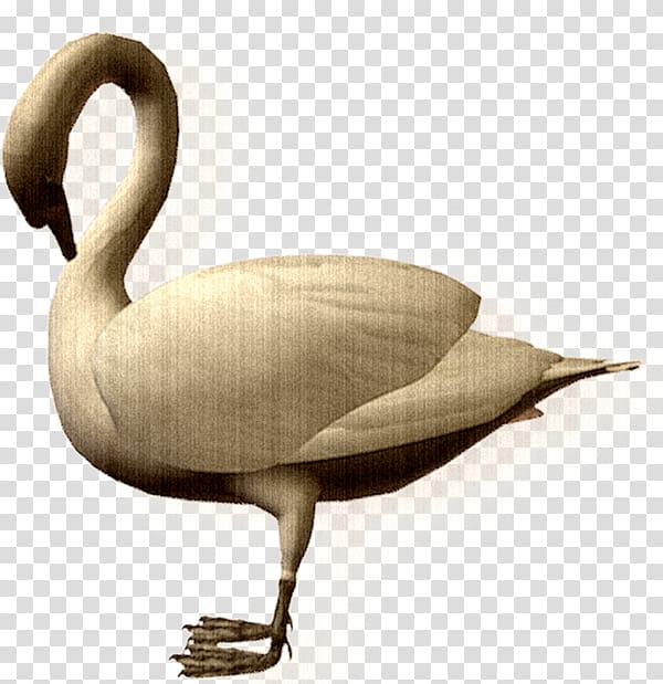 Duck Cygnini Bird Goose, Cartoon swan transparent background PNG clipart