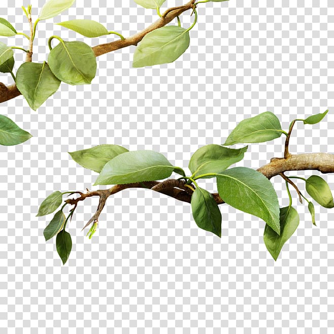 , others transparent background PNG clipart | HiClipart