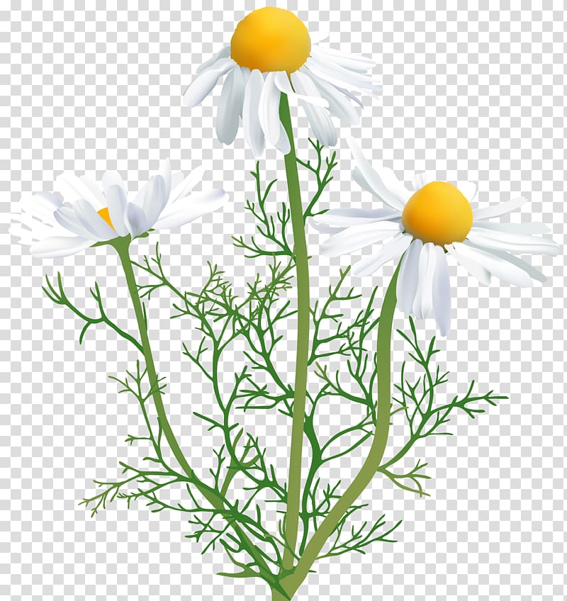 white chamomile flowers art, Chamomile Flower , Camomile transparent background PNG clipart