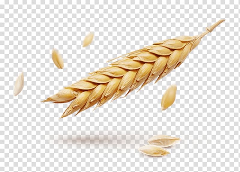 Wheat Portable Network Graphics Ear Grain Information, wheat transparent background PNG clipart