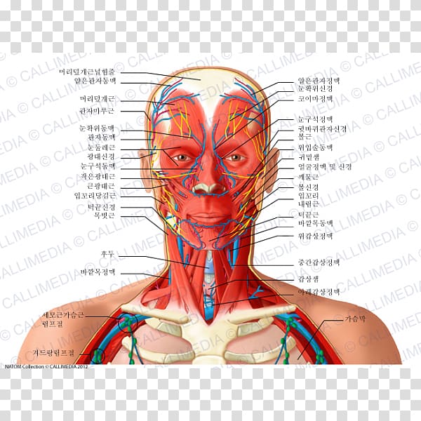 Organ Neck Human anatomy Human body, Face transparent background PNG clipart