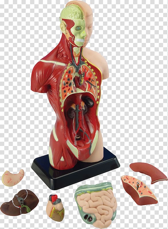 Human body Anatomy Torso Organ Human brain, human body transparent background PNG clipart