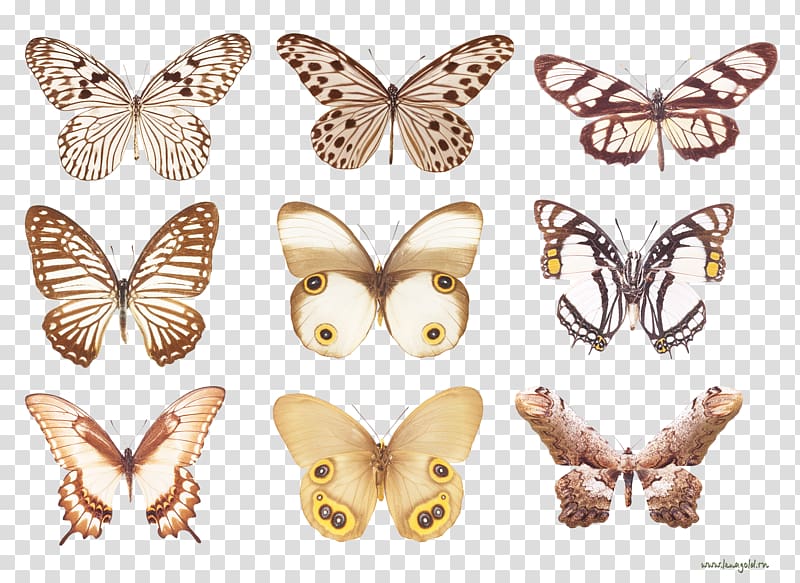 Brush-footed butterflies Silkworm Butterfly Insect Nature, butterfly transparent background PNG clipart