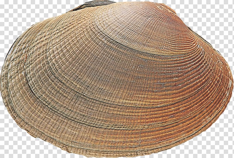 Clam Cockle Mussel Oyster Headgear, shells transparent background PNG clipart