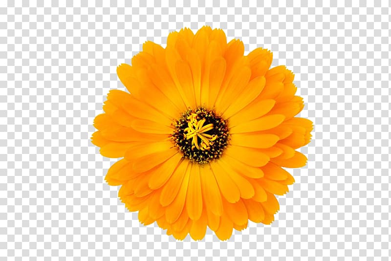 orange calendula transparent background PNG clipart