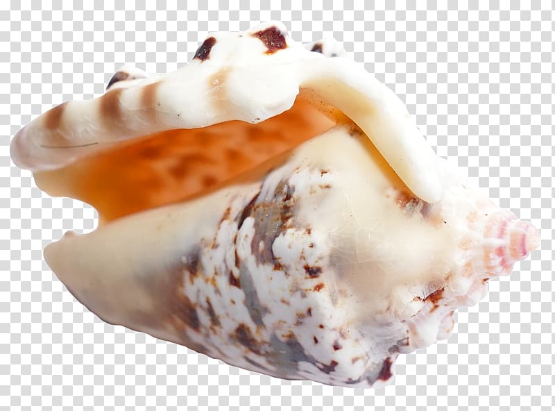 Ice cream Seashell, Sea Shell transparent background PNG clipart