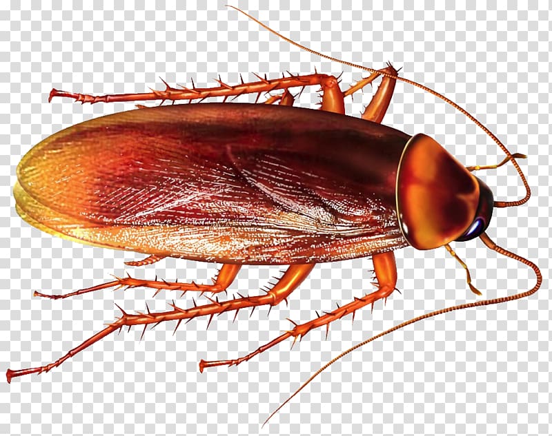brown cockroach , Cockroach Insect Rat Pest Control Mosquito, roach transparent background PNG clipart