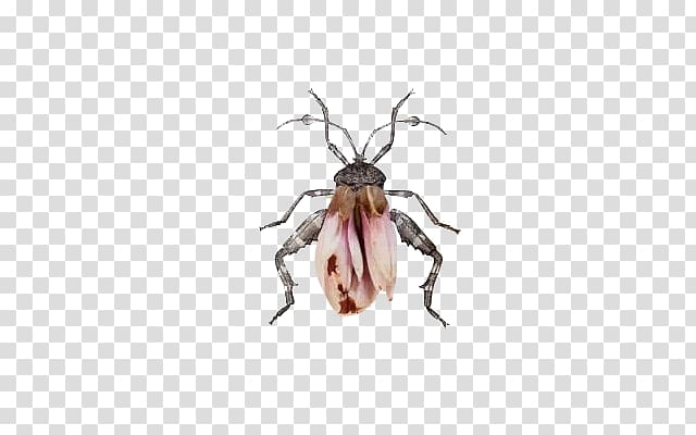 Insect Hymenopterans Heteroptera Homoptera Art, insect transparent background PNG clipart