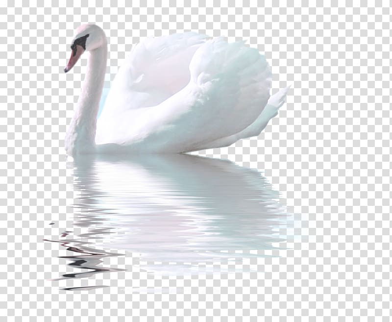 swan on body of water , Bird Whistling Swan Goose White Swan, swan transparent background PNG clipart