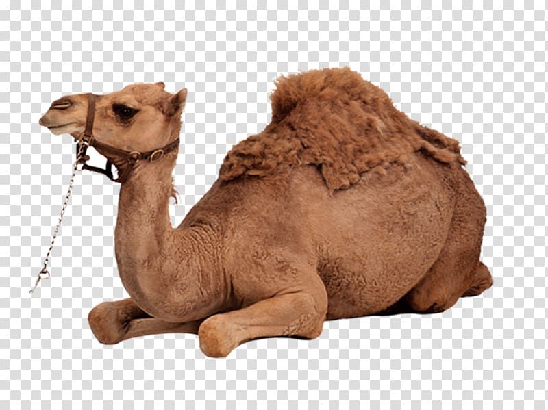 brown camel animal, Dromedary Bactrian camel, Desert Camel transparent background PNG clipart