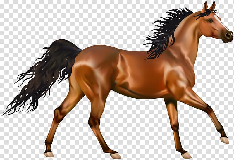 Arabian horse Pony Equestrianism , Brown Horse , brown and white horse illustration transparent background PNG clipart