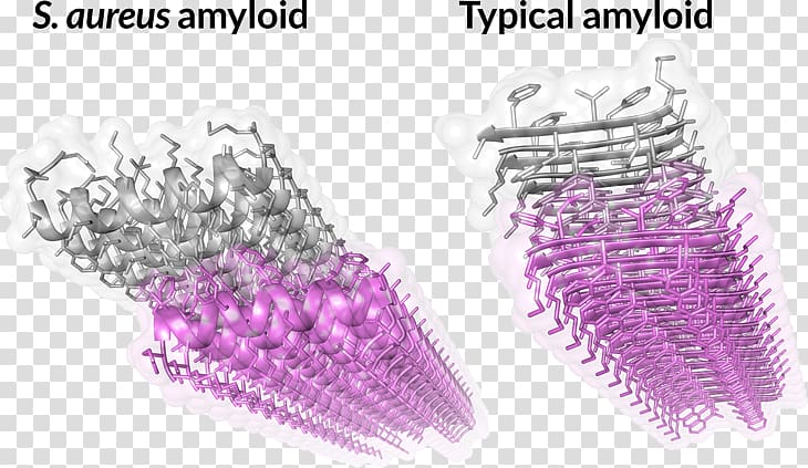 Technion – Israel Institute of Technology Amyloid Fibril Bacteria Staphylococcus aureus, science transparent background PNG clipart