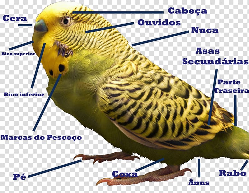 Budgerigar Bird Parakeet Cockatiel Parrots, Bird transparent background PNG clipart