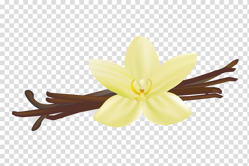 Vanilla , Vanilla pod transparent background PNG clipart