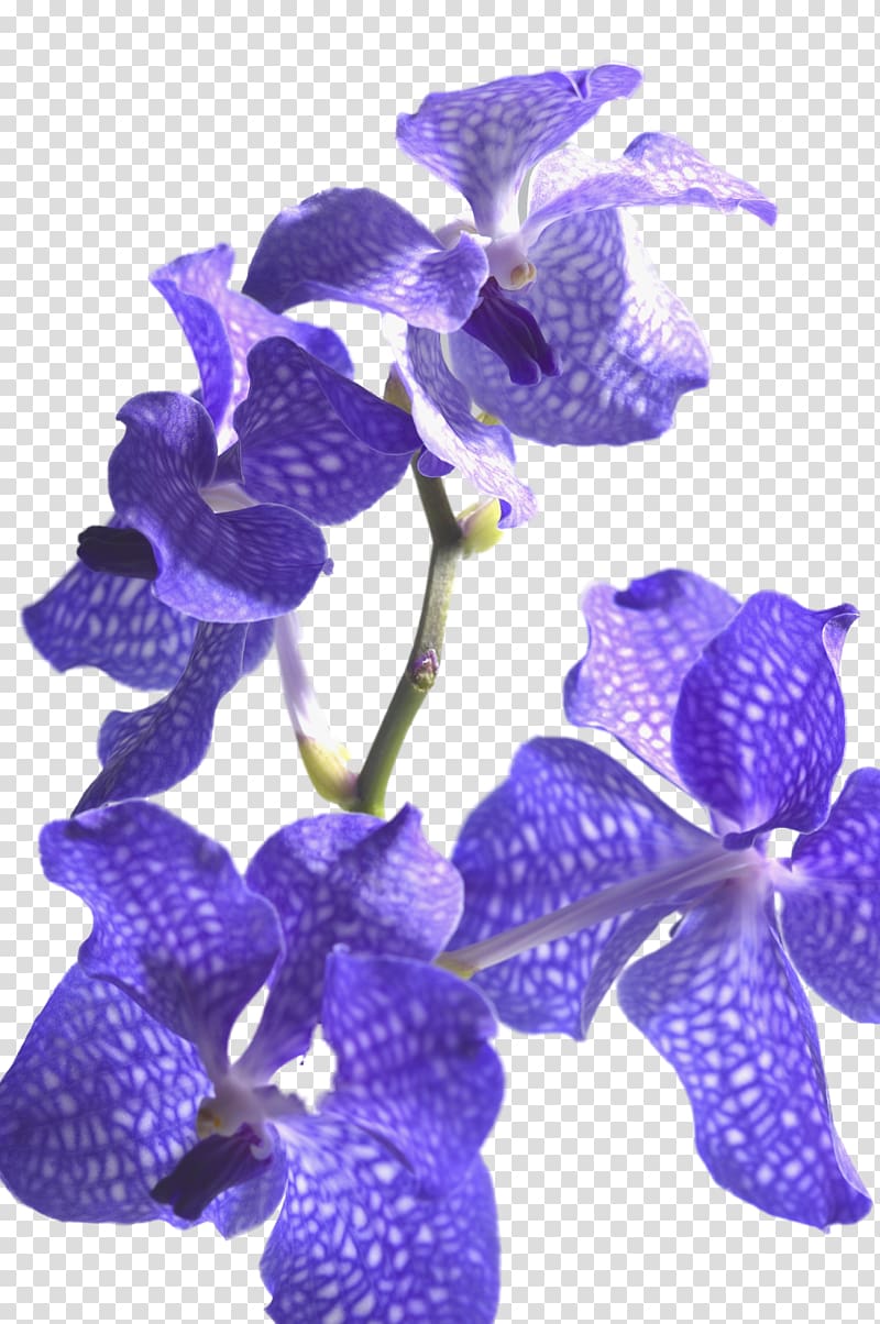 Monochromatic color Paper Palette Gamut, orchids transparent background PNG clipart