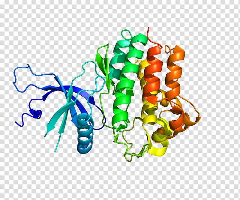 Janus kinase 1 Cytokine receptor Tyrosine kinase, antibody transparent background PNG clipart